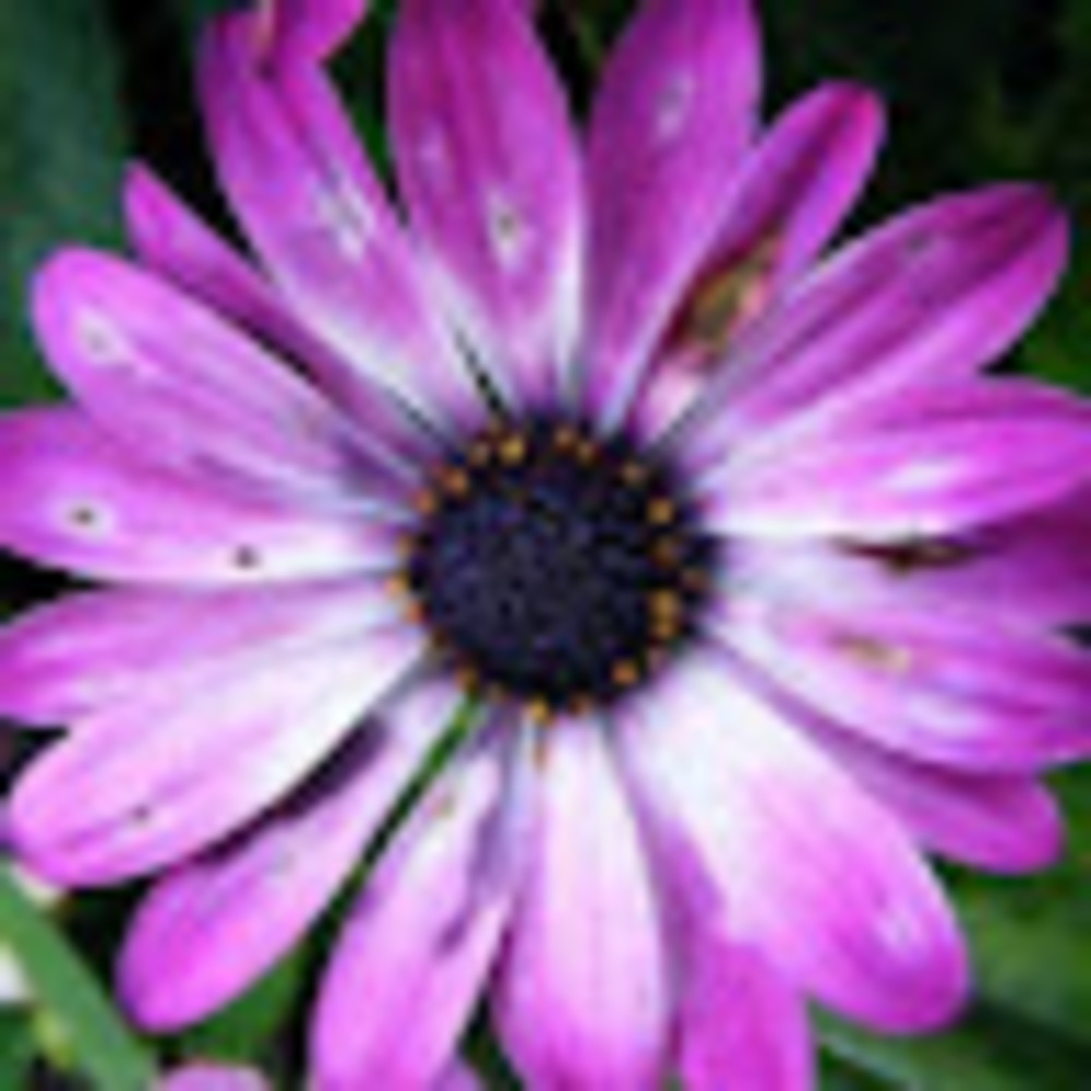 Meet your Posher, Celeste